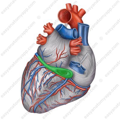 Венечный синус сердца (sinus coronarius) – вид сзади